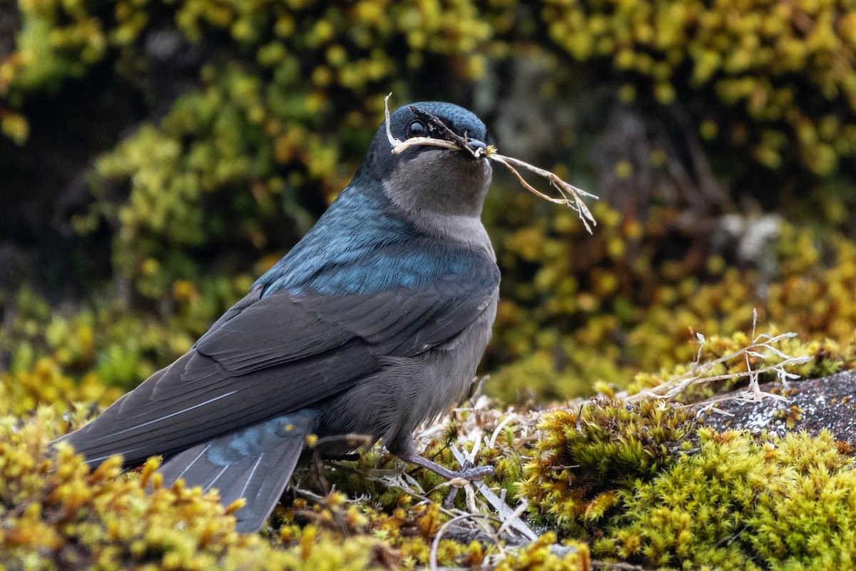 Brown-bellied Swallow - ML643688252