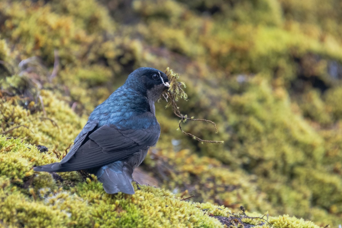 Brown-bellied Swallow - ML643688253
