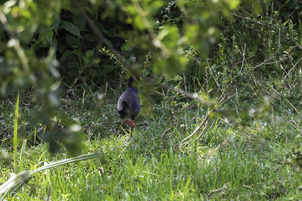 Black Crake - ML643688261