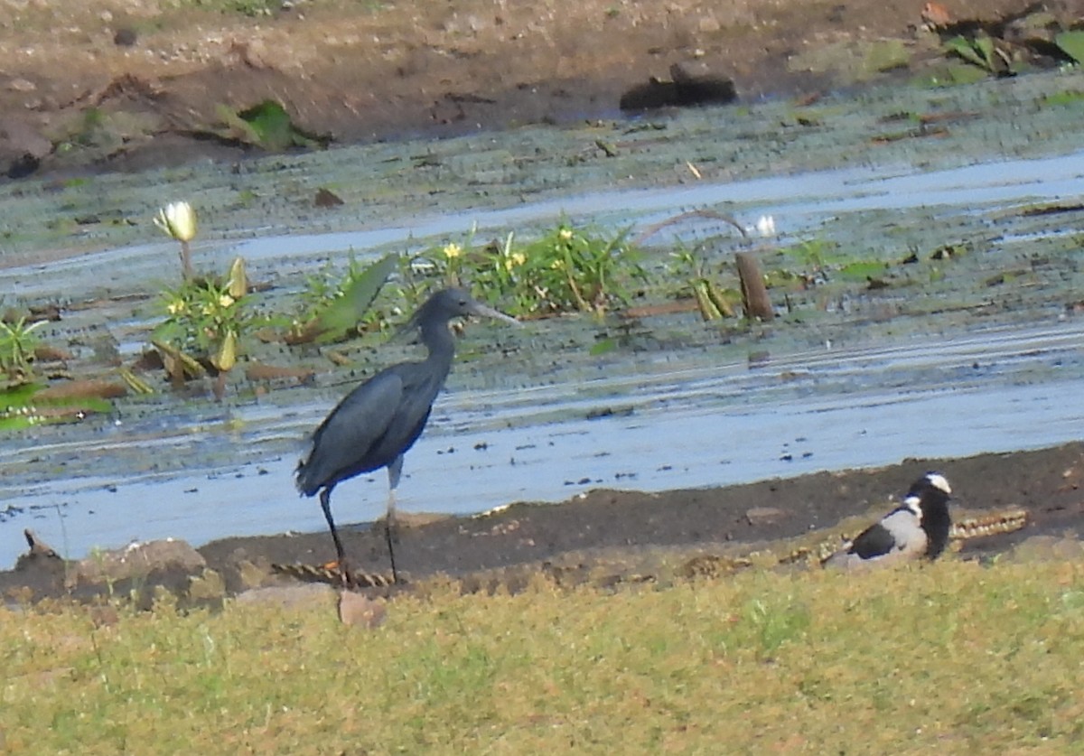 Black Heron - ML643688262
