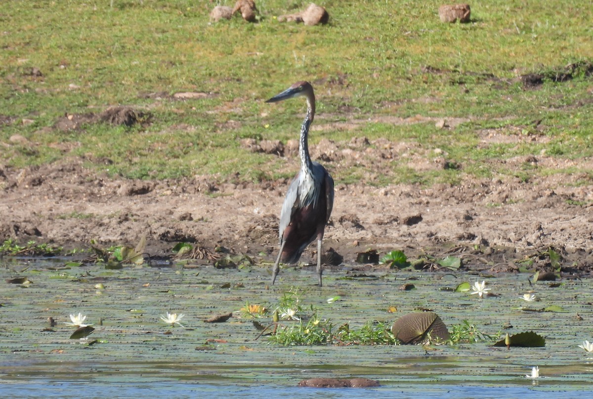 Goliath Heron - ML643688266