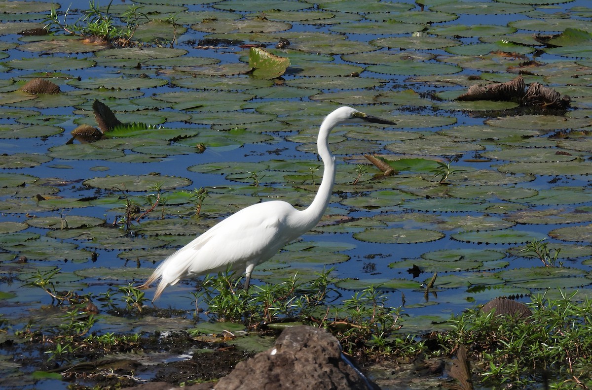 Great Egret - ML643688287