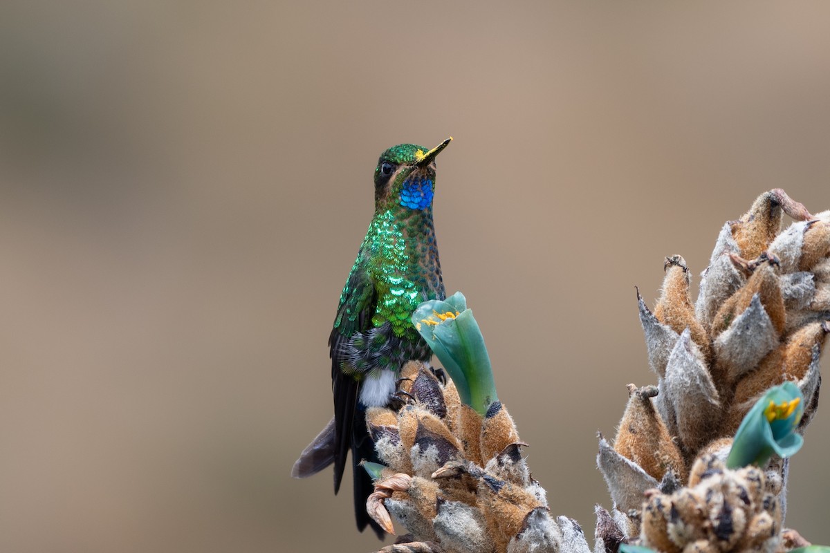 Glowing Puffleg - ML643688297
