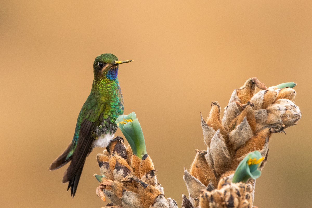 Glowing Puffleg - ML643688298