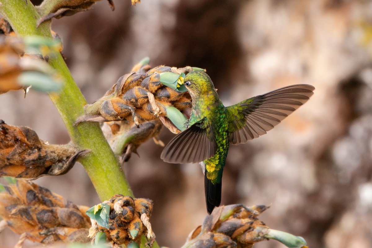 Glowing Puffleg - ML643688299