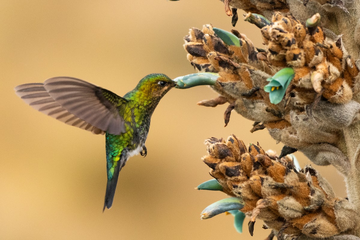 Glowing Puffleg - ML643688300