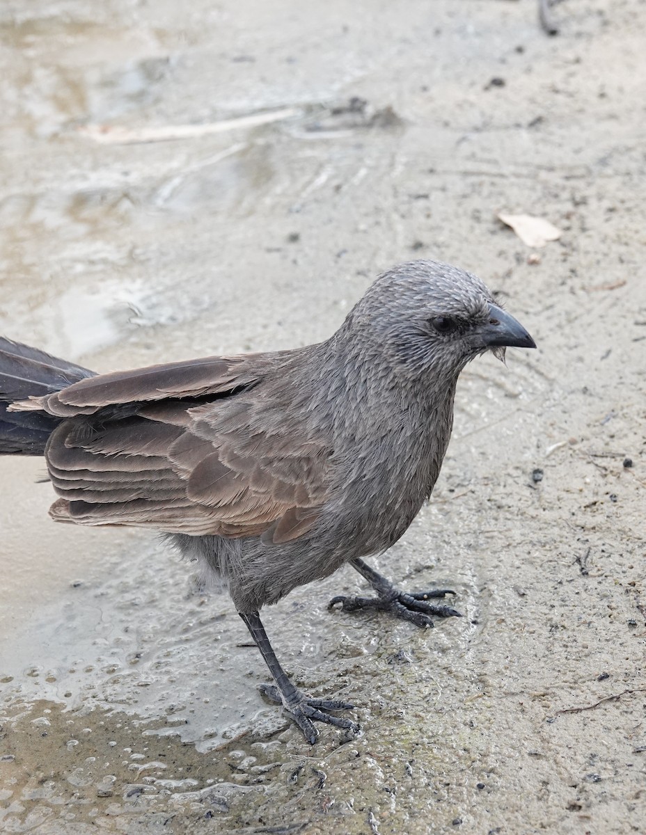 Apostlebird - ML643688321