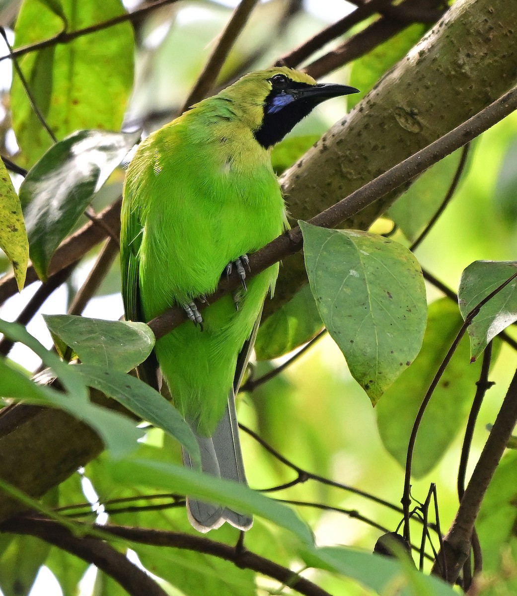 Golden-fronted Leafbird - ML643688325
