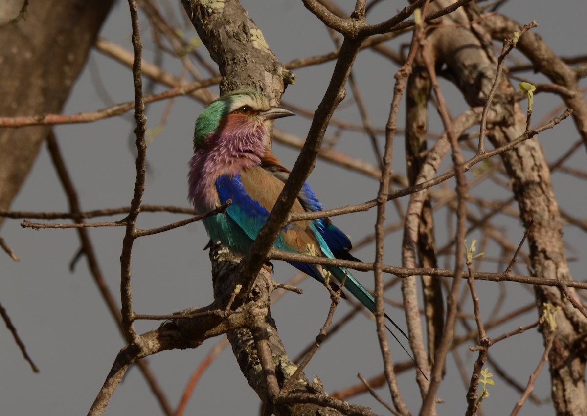 Lilac-breasted Roller - ML643688326