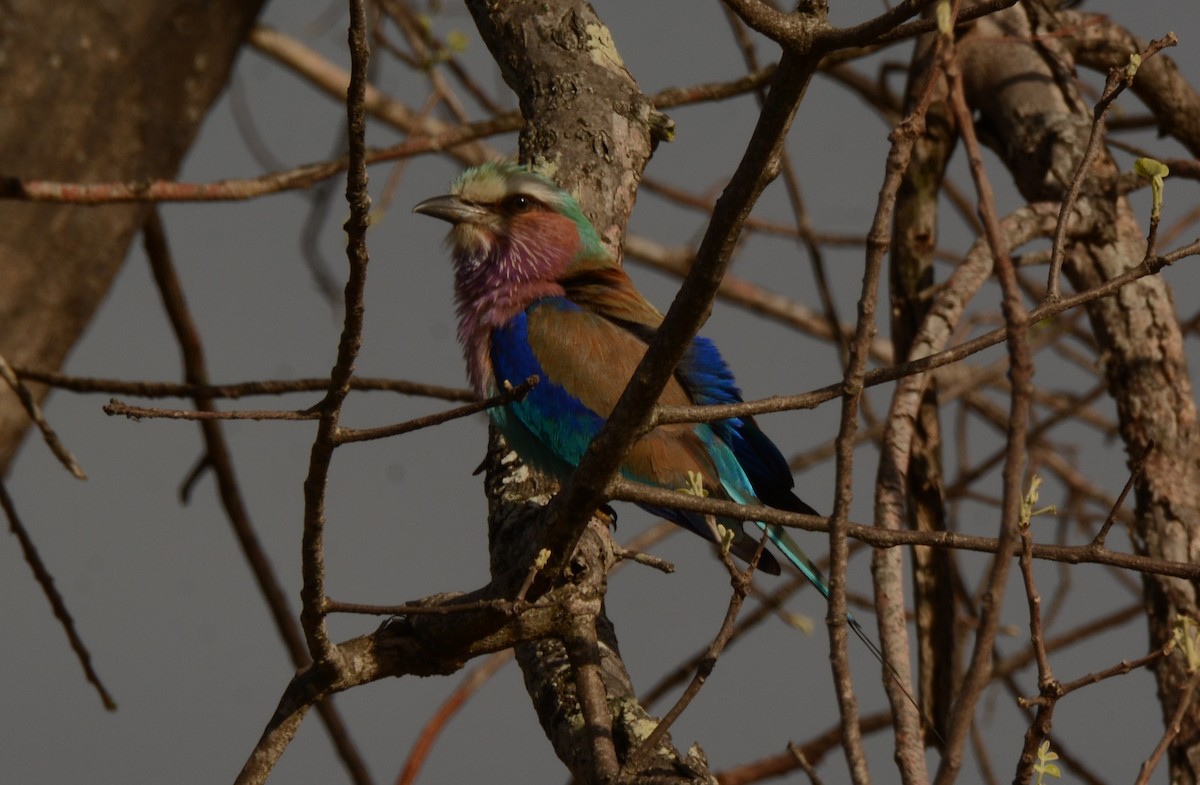 Lilac-breasted Roller - ML643688327