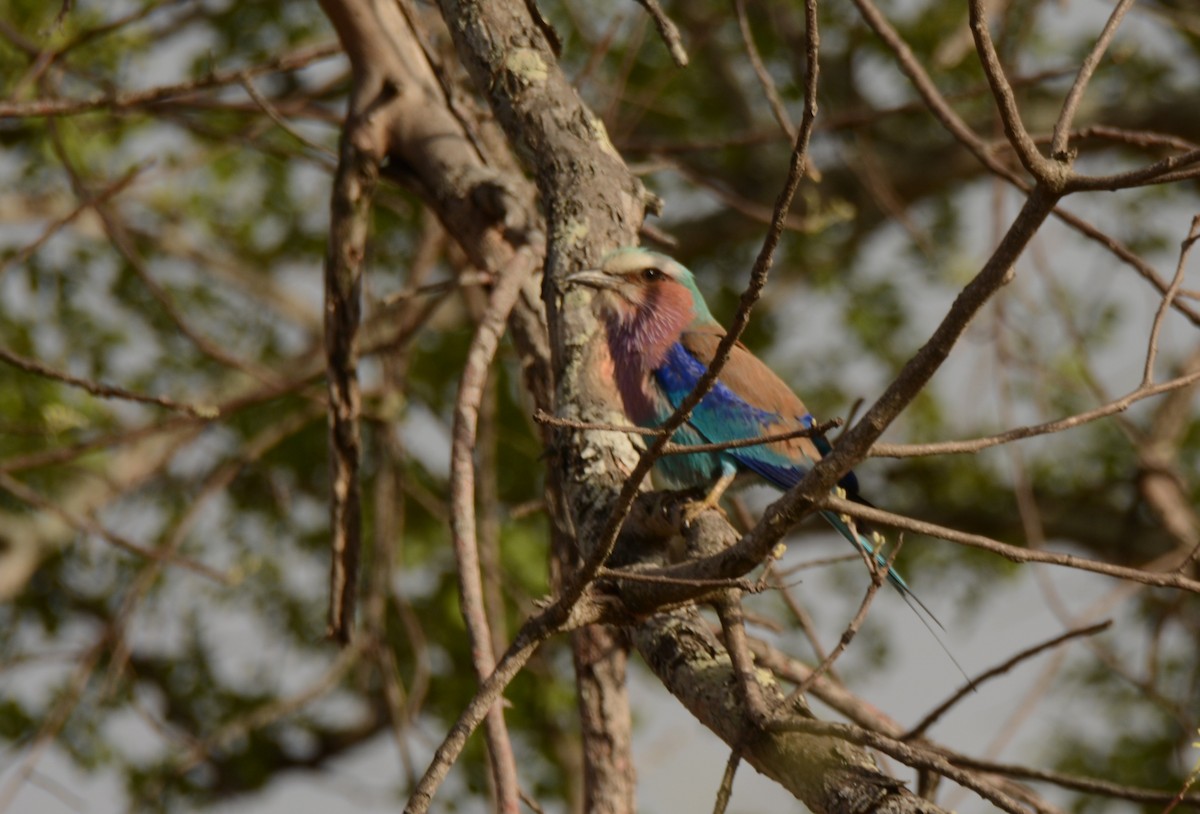 Lilac-breasted Roller - ML643688328