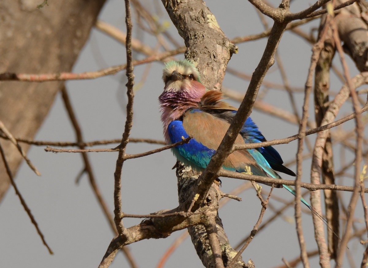 Lilac-breasted Roller - ML643688329