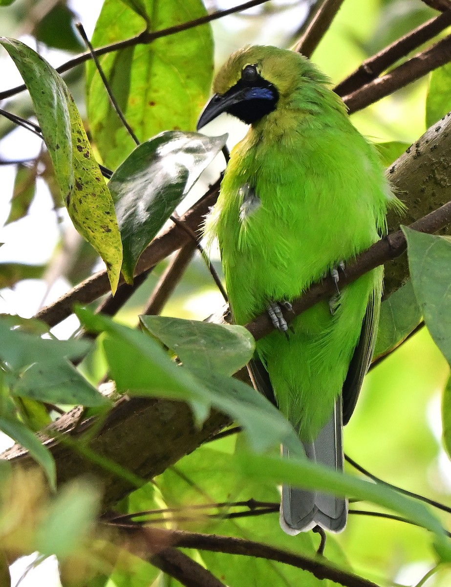 Golden-fronted Leafbird - ML643688330