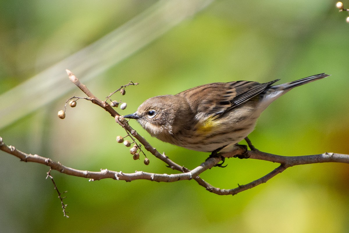 Yellow-rumped Warbler (Myrtle) - ML643688333