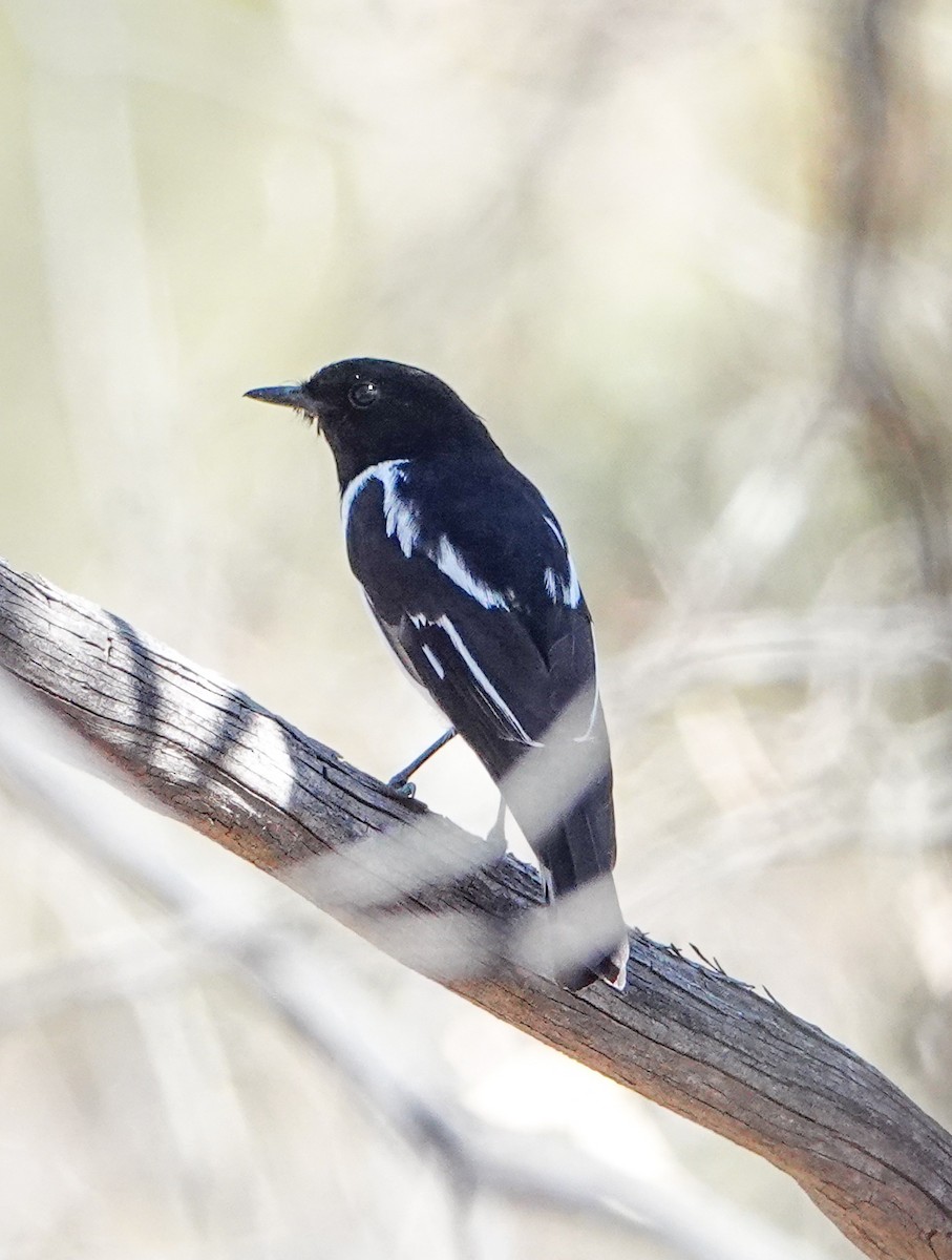Hooded Robin - ML643688337