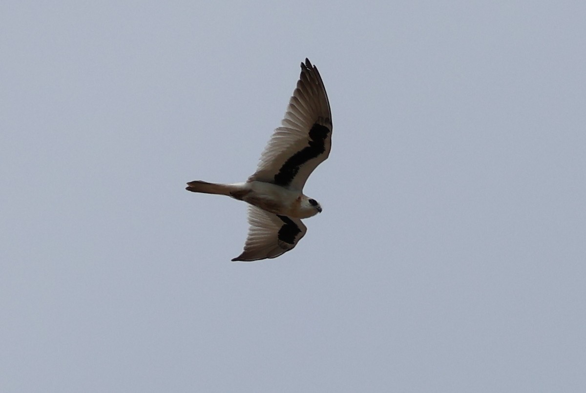 Elanio Escrito - ML643688338