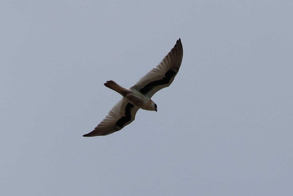 Elanio Escrito - ML643688339