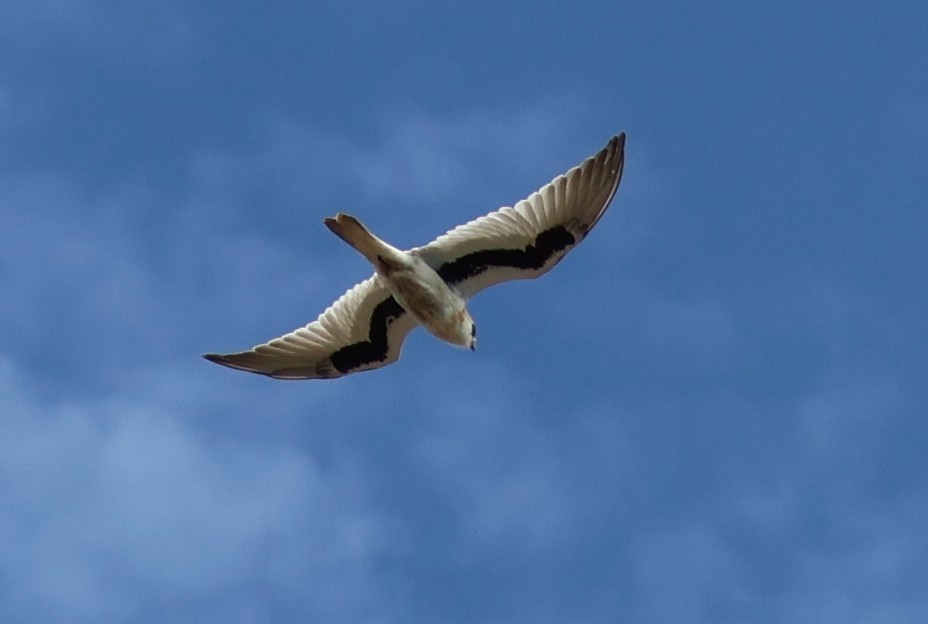 Elanio Escrito - ML643688340