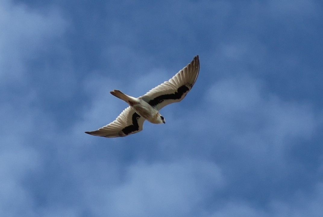 Elanio Escrito - ML643688341