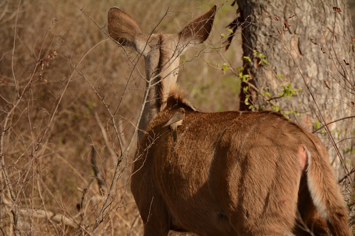 Red-billed Oxpecker - ML643688342