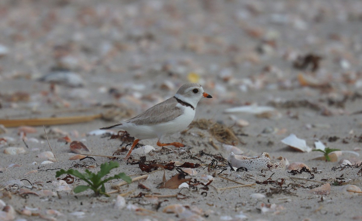 Piping Plover - ML643688346