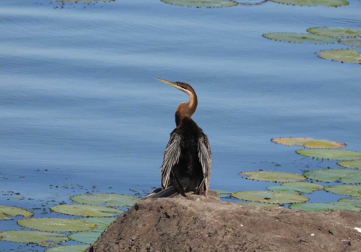 African Darter - ML643688348
