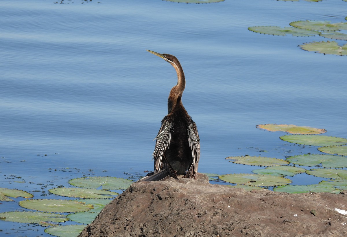 African Darter - ML643688349