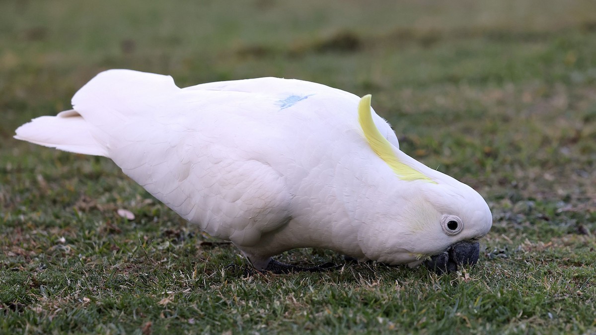 Sulphur-crested Cockatoo - ML643688351