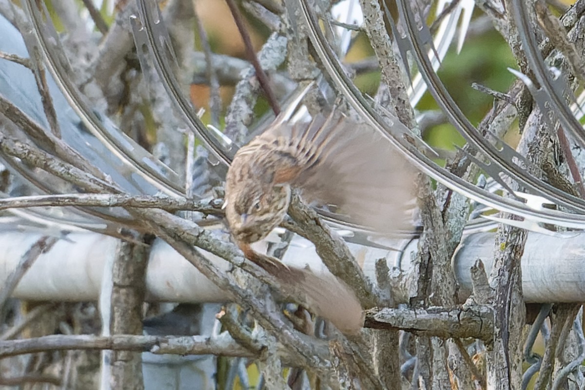 Vesper Sparrow - ML643688352