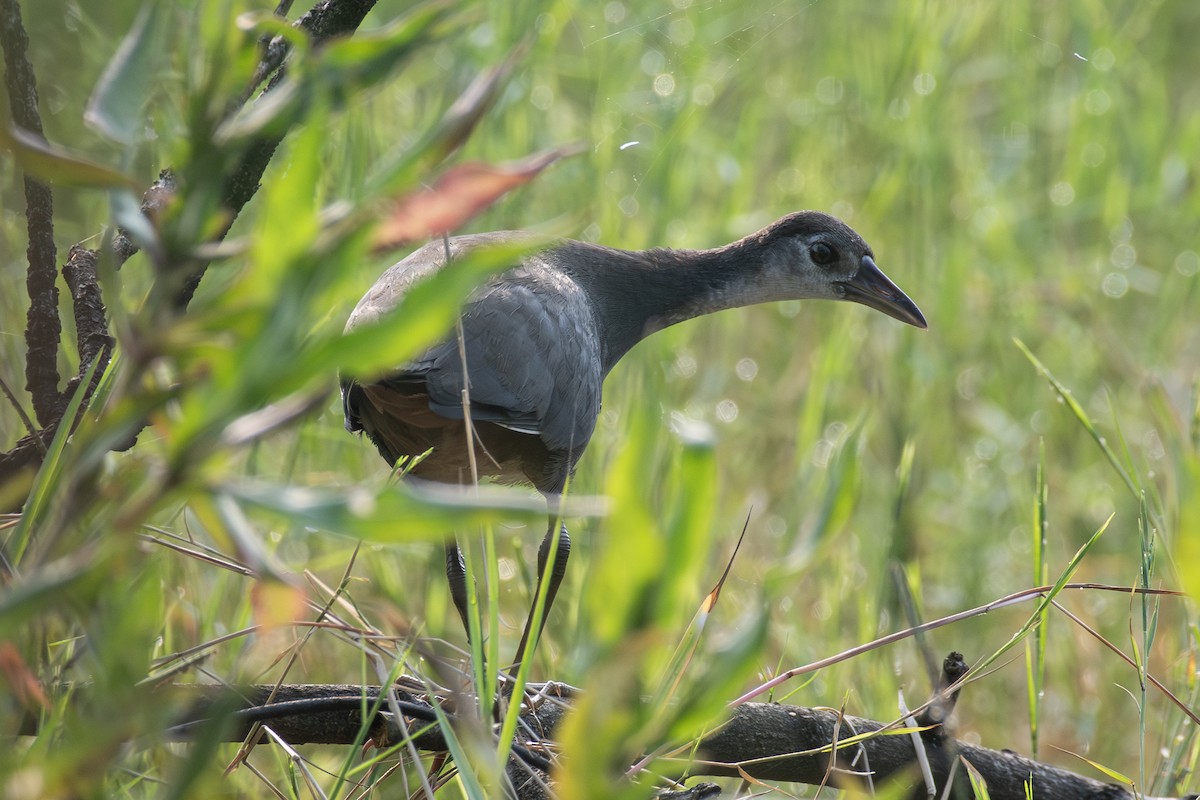White-breasted Waterhen - ML643688353