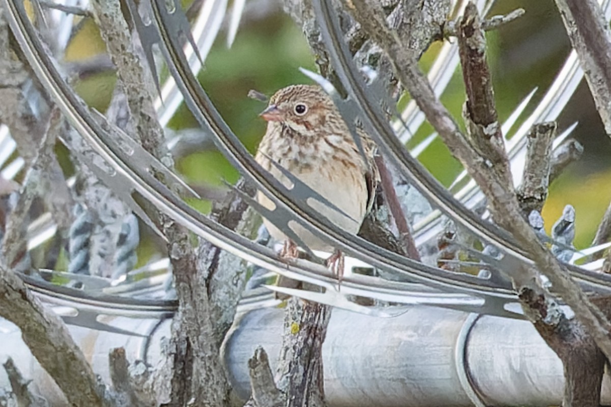 Vesper Sparrow - ML643688354