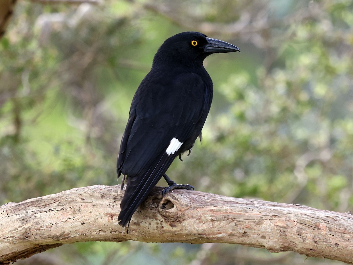 Pied Currawong - ML643688355