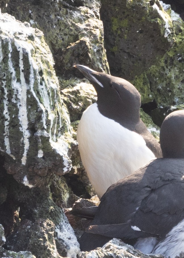 Thick-billed Murre - ML643688356