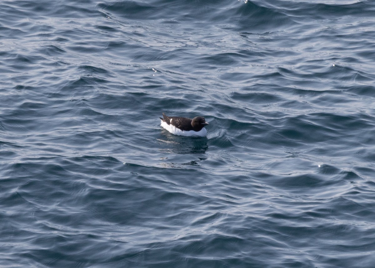 Thick-billed Murre - ML643688357