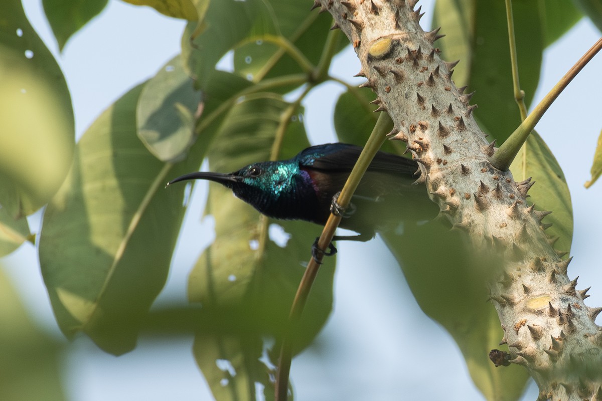 Loten's Sunbird - ML643688358