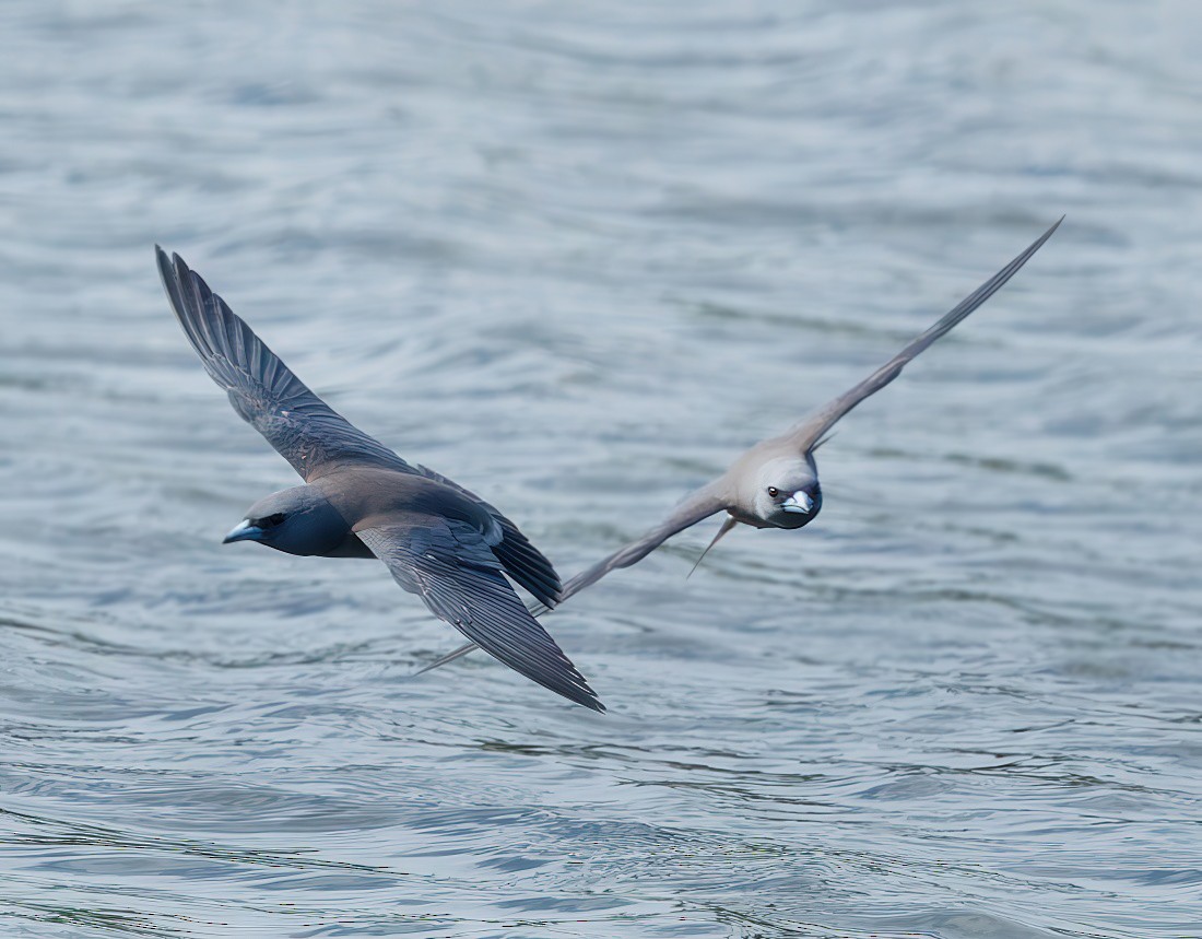 Ashy Woodswallow - ML643688363