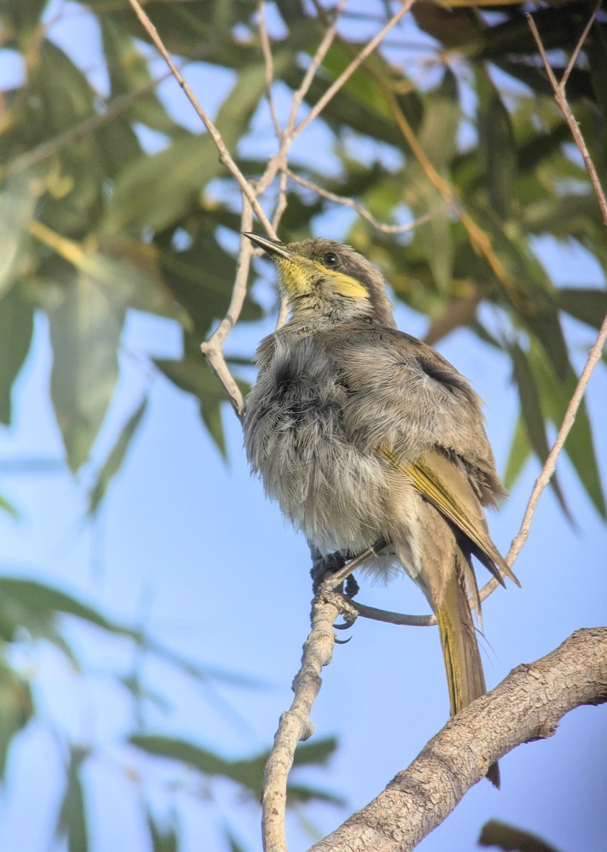Singing Honeyeater - ML643688418