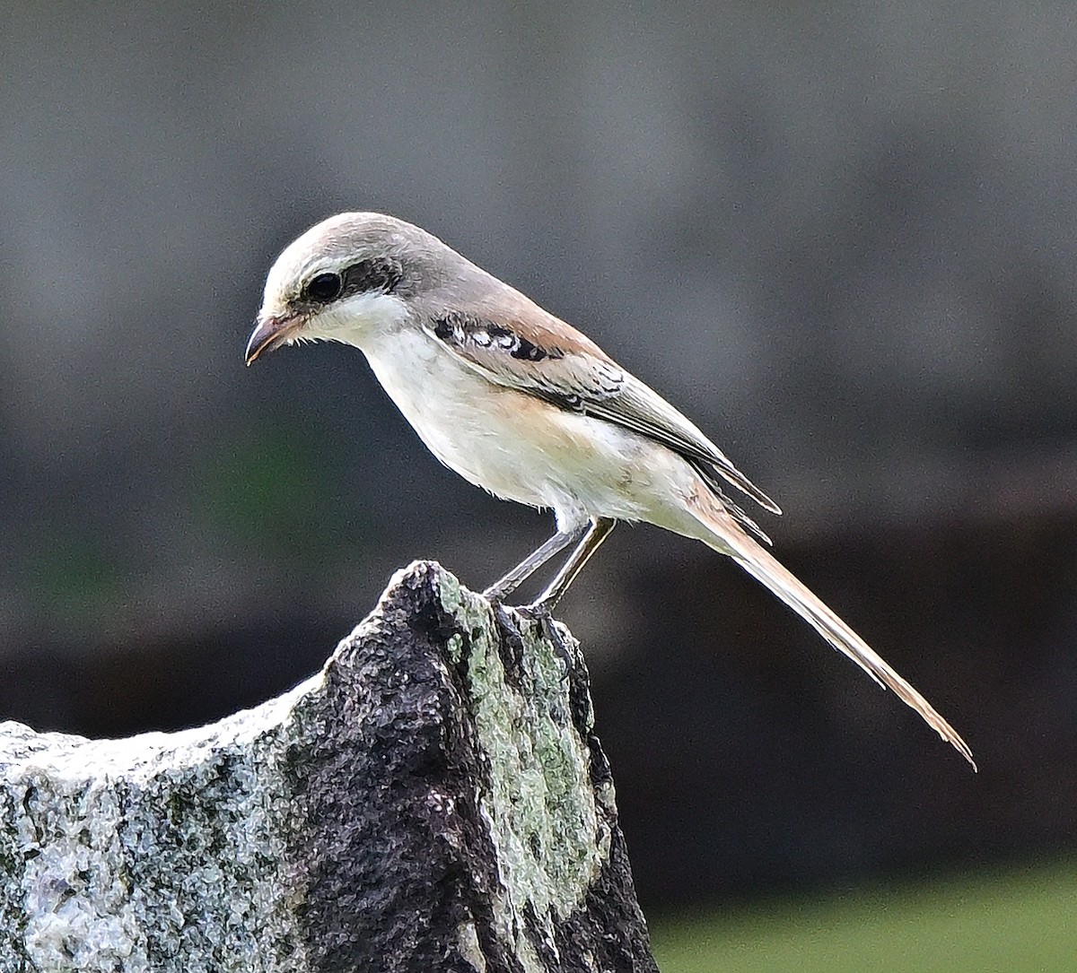 Bay-backed Shrike - ML643688432