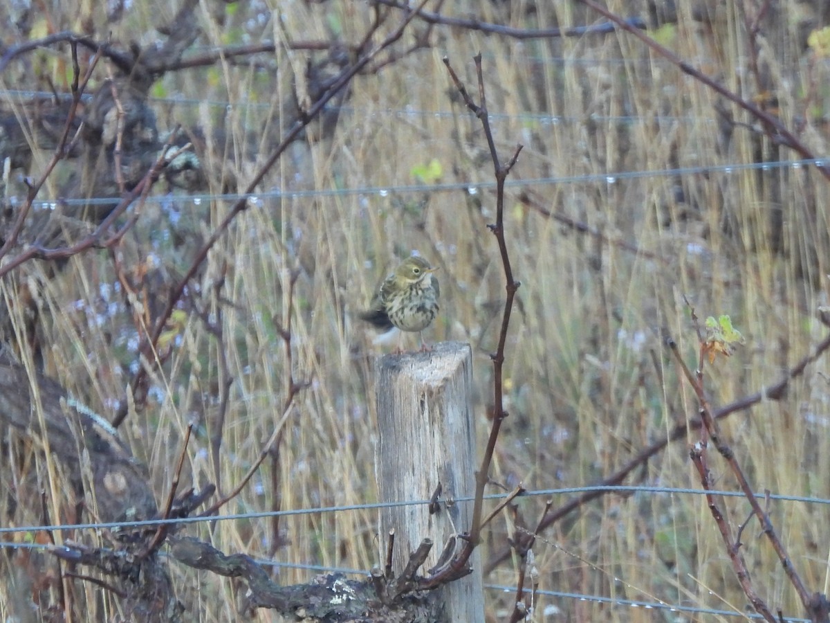 Pipit farlouse - ML643688465
