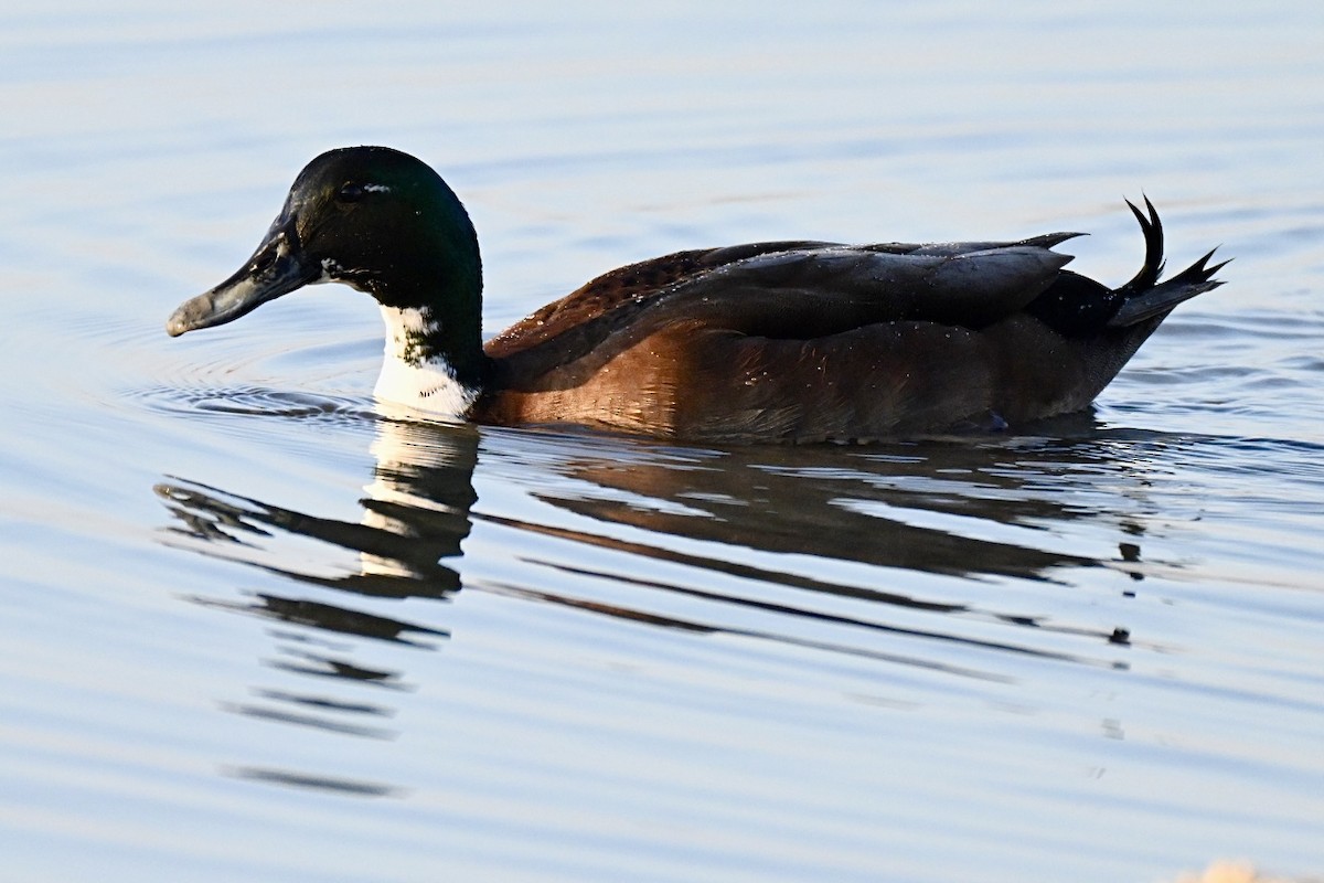Canard colvert (forme domestique) - ML643688466