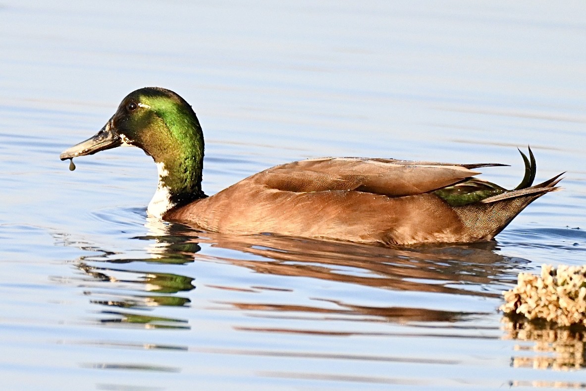 Canard colvert (forme domestique) - ML643688467