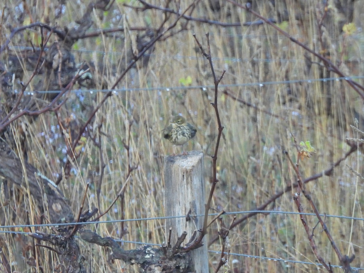 Pipit farlouse - ML643688469