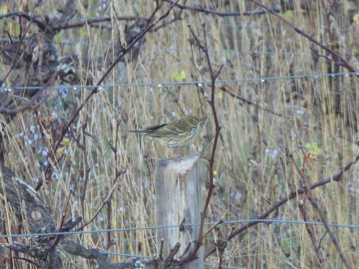 Pipit farlouse - ML643688476