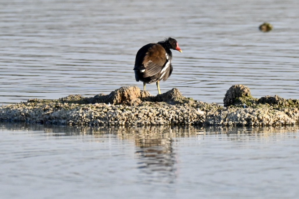 Gallinule poule-d'eau - ML643688494