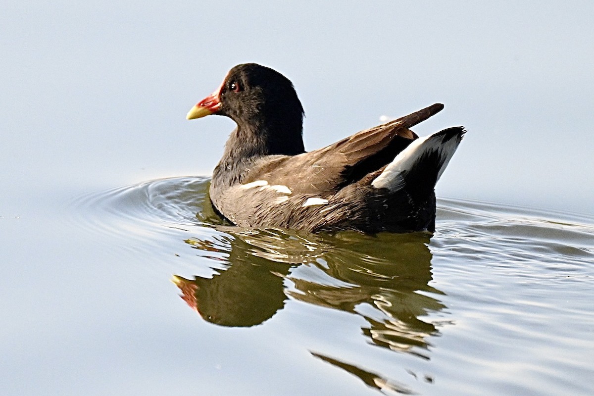 Gallinule poule-d'eau - ML643688495