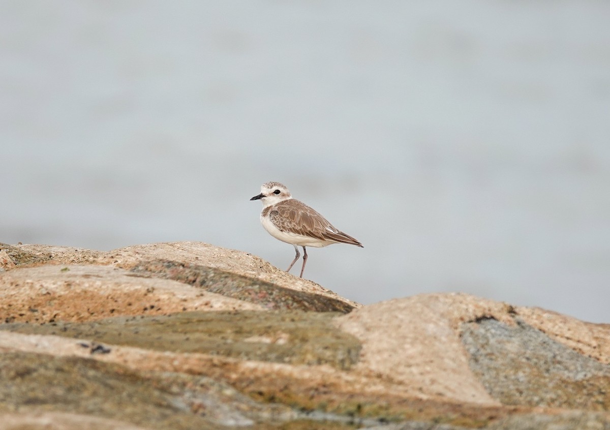 White-faced Plover - ML643688514