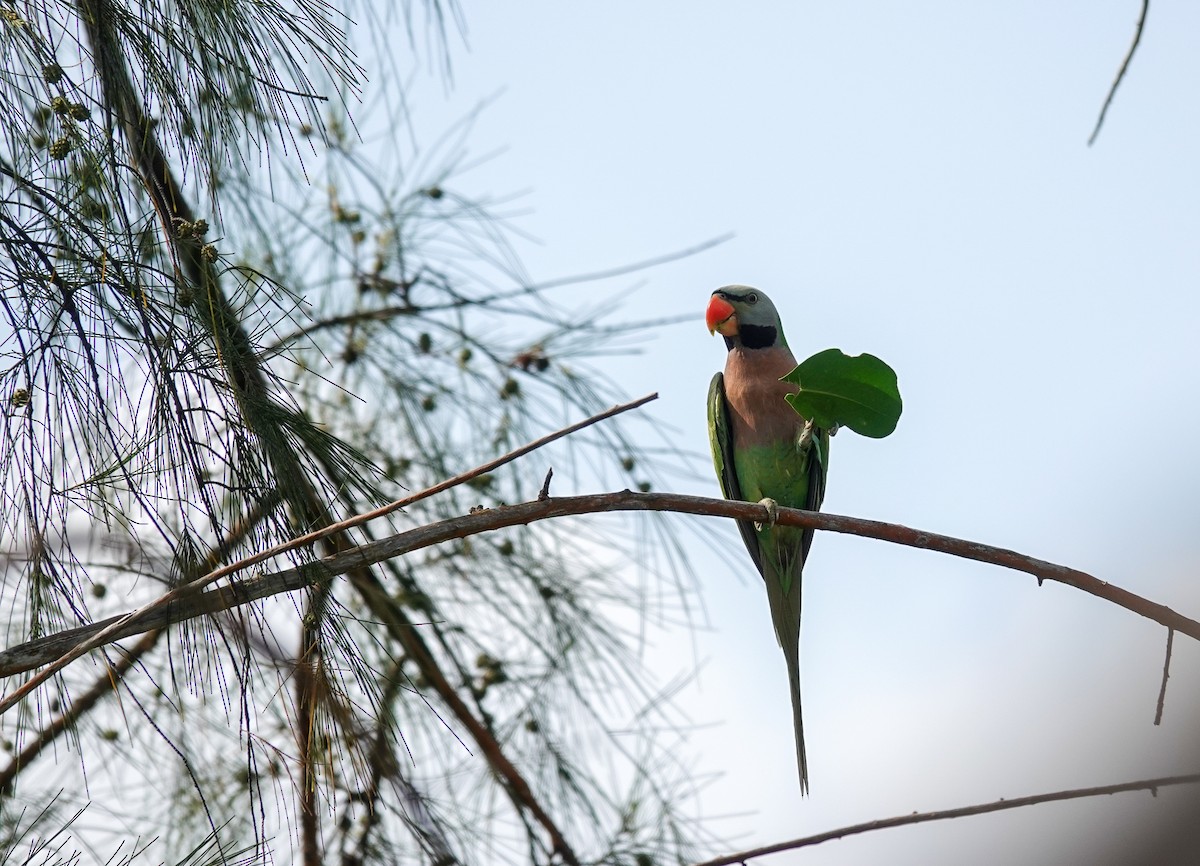 Red-breasted Parakeet - ML643688515