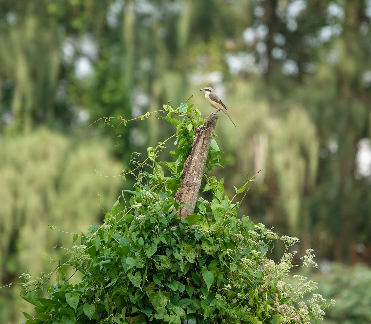 Brown Shrike - ML643688516