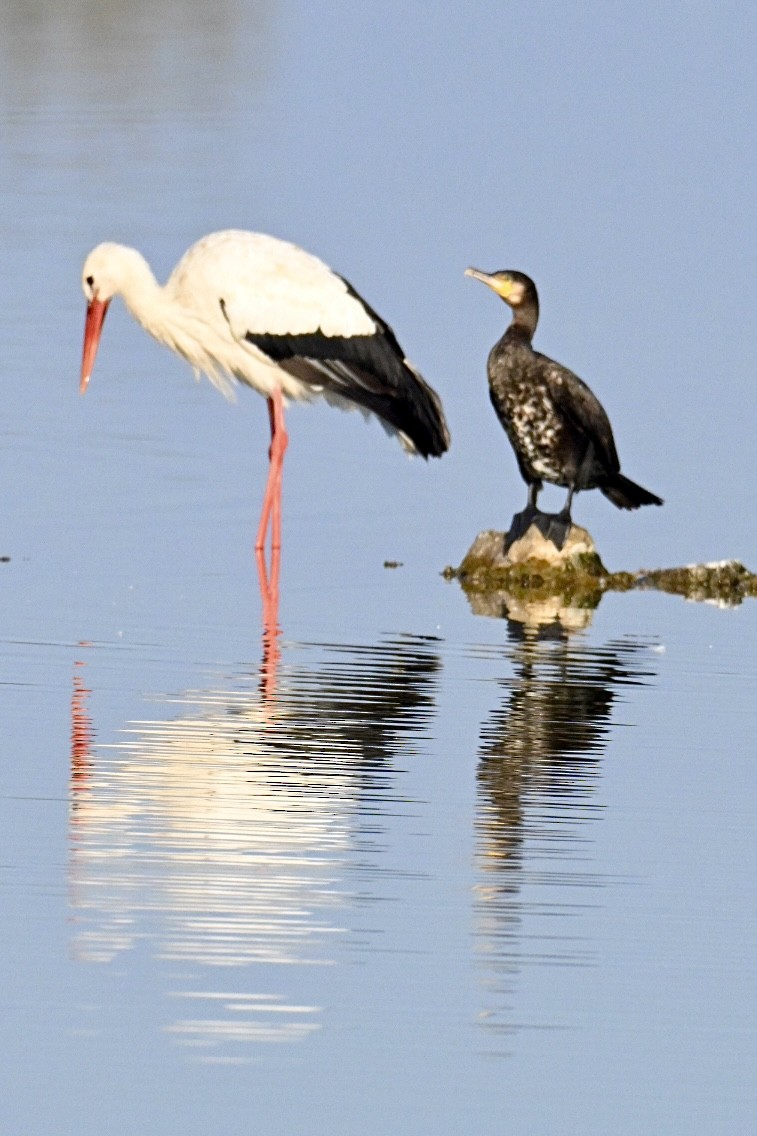 White Stork - ML643688518