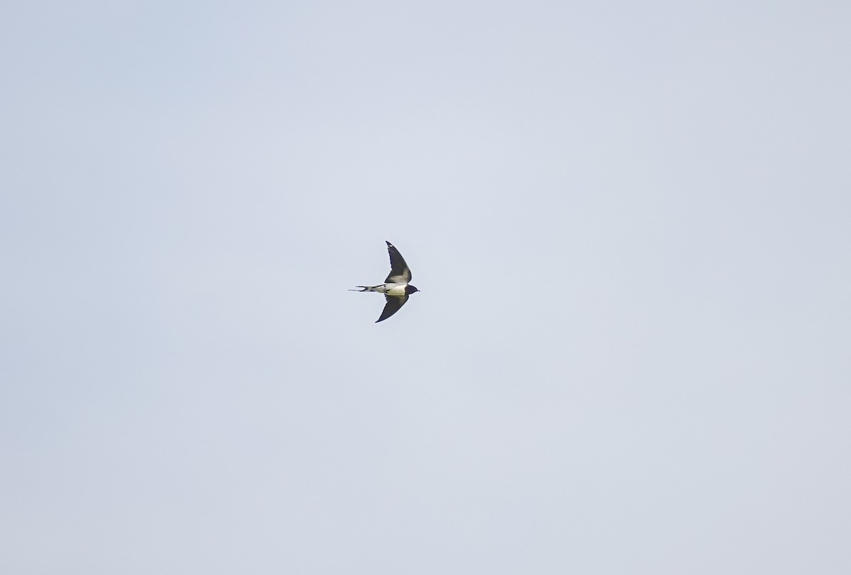 Barn Swallow - ML643688525